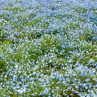 ツツジ,ツツジ,ネモフィラの画像