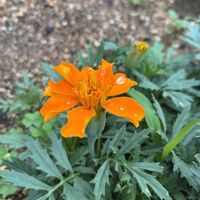 マリーゴールド,三つ葉,ブロッコリー,キャベツ,ケールの画像