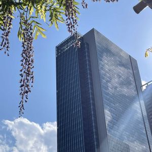イチハツ,シラン,フジ,ムラサキカタバミ,散歩の画像