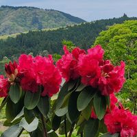 シャクナゲ,真っ赤な火曜日,【額縁シリーズ】,楽しもう2025♪の画像