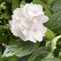 アジサイ,アジサイ,紫陽花,山紫陽花,山あじさいの画像
