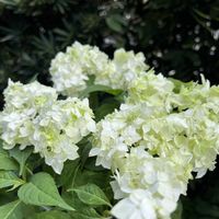 アジサイ,アジサイ,紫陽花,山紫陽花,山あじさいの画像
