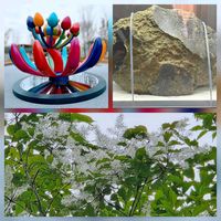 アオダモ,希望の花,火星の石,白い花,葉っぱの画像