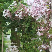 オダマキ,ジャスミン,nami's gardenのオダマキ,小さな庭,庭の画像