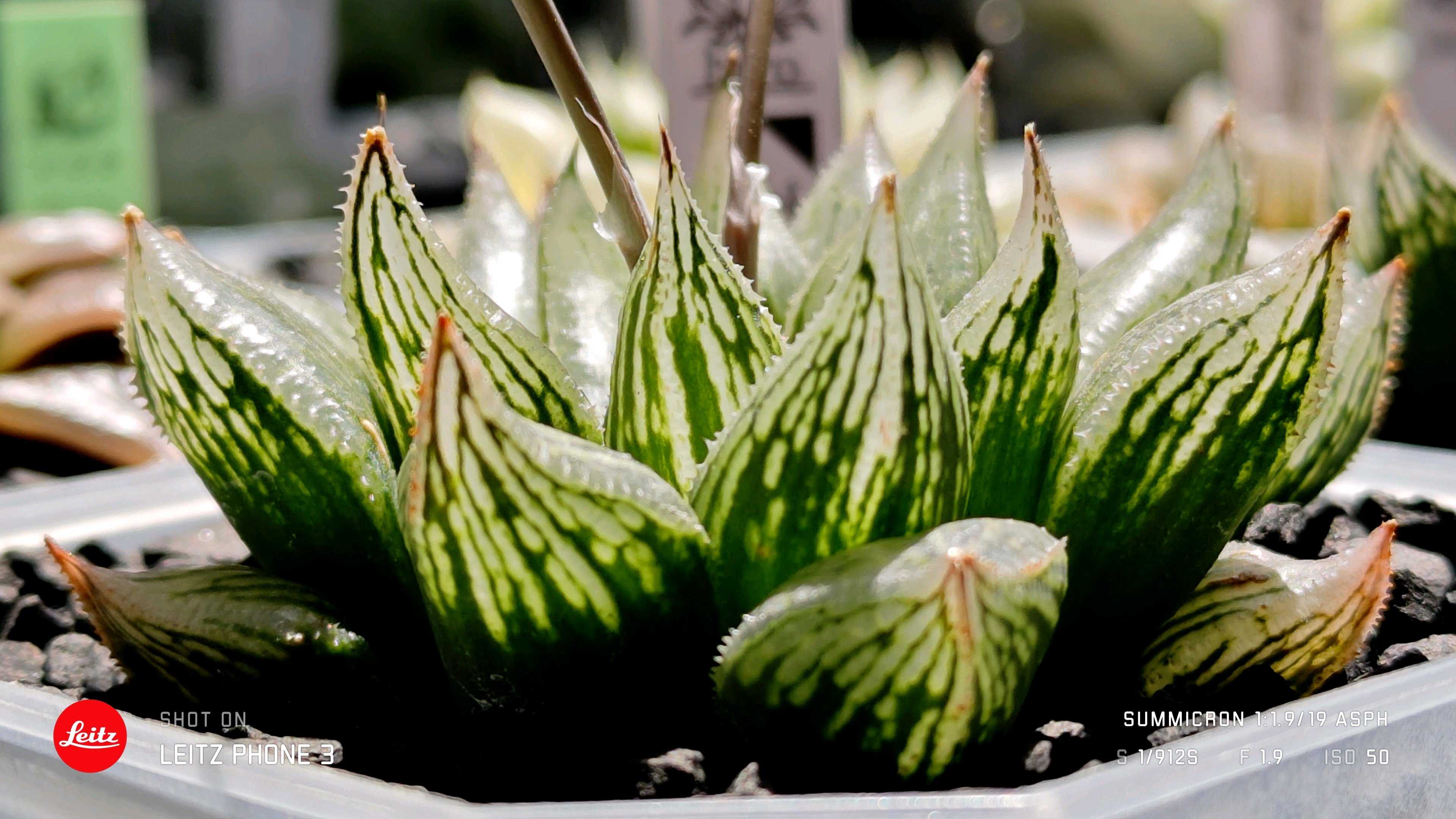 ナイルの一滴の一覧｜🍀GreenSnap（グリーンスナップ）