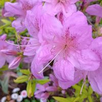 サクラソウ,ツツジ,プリムラオブコニカ,GSのみなさんに感謝♡,GSの繋がりに感謝♡の画像