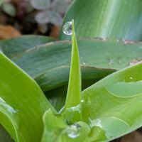 オリヅルラン,オリヅルラン,花のある暮らし,植物好き,自然の不思議の画像
