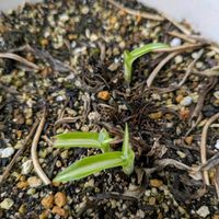 オリヅルラン,オリヅルラン ボニー,いなか暮らしの画像