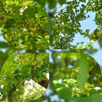 ツルニチニチソウ,ニシキギ,ニシキギ,マユミ,モミジの画像