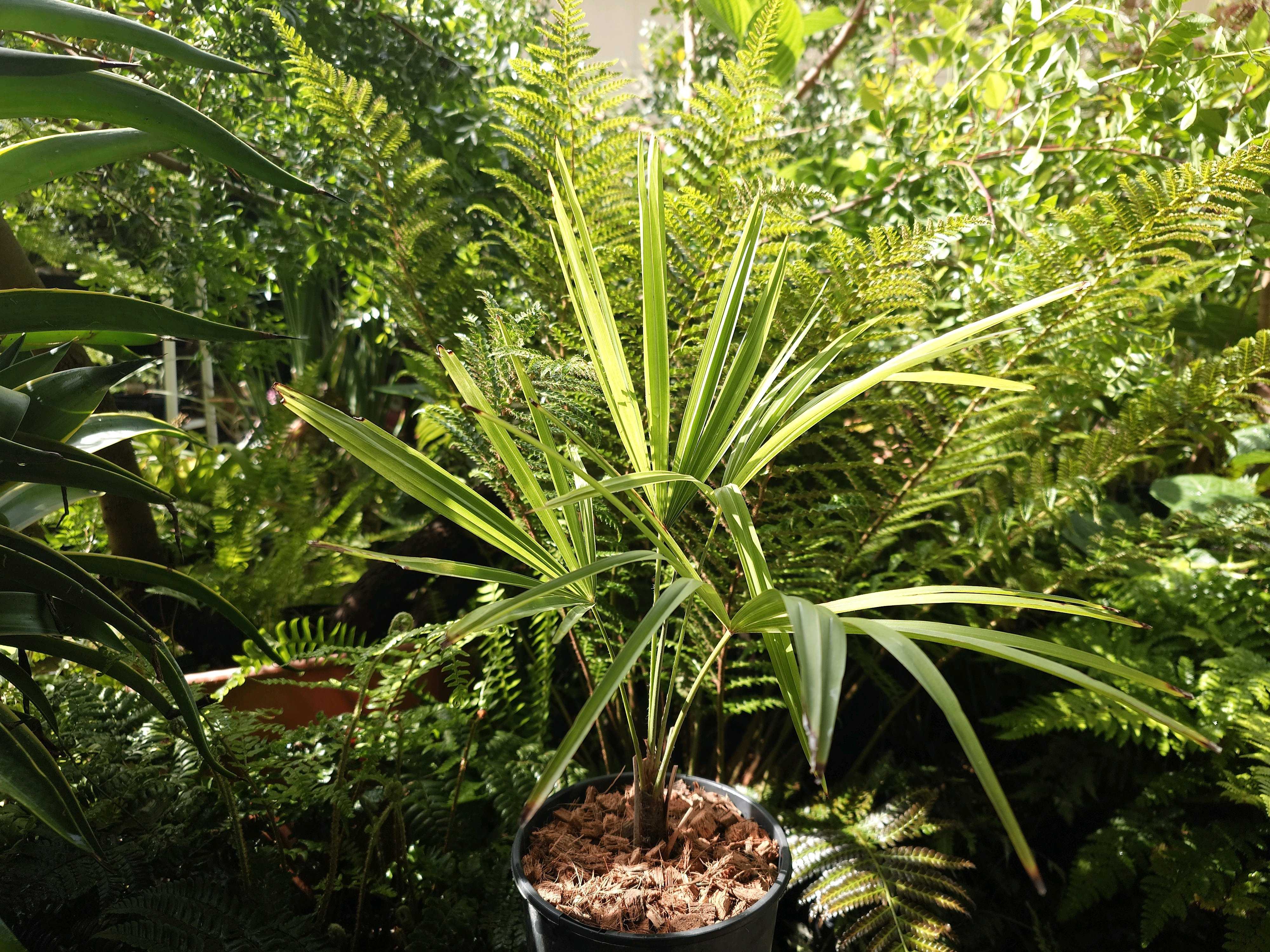 マクロザミア・ムーレイの一覧｜🍀GreenSnap（グリーンスナップ）