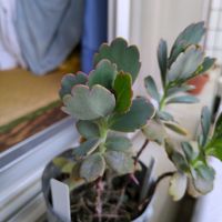 胡蝶の舞の画像