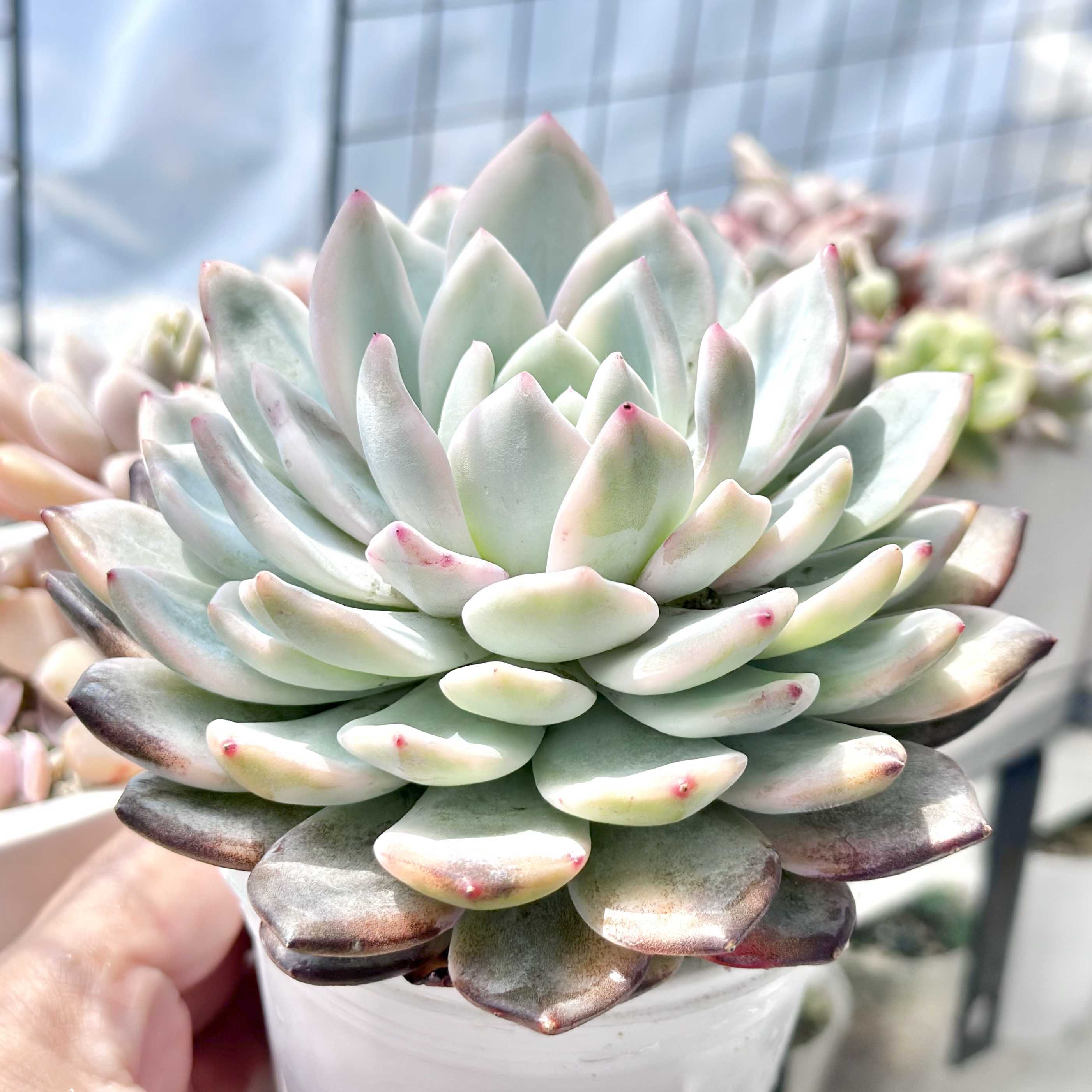 モンロー錦の一覧｜🍀GreenSnap（グリーンスナップ）