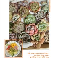 ソテツ,シラー・ペルビアナ,ポンザマーガレット,ソテツの雌花,多肉植物の画像