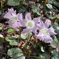 イワウチワの画像