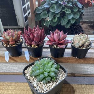光るオブツーサ,多肉植物,植え替え,エケベリア属,ハオルチア属の画像