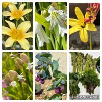 アジュガ,イキシア,オダマキ,コシアブラ,セリンセマヨールの画像