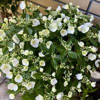 スイートアリッサム ,アズーロ・コンパクト,卯の花,ヒメウツギ(姫空木),ラグランジアブライダルシャワーの画像