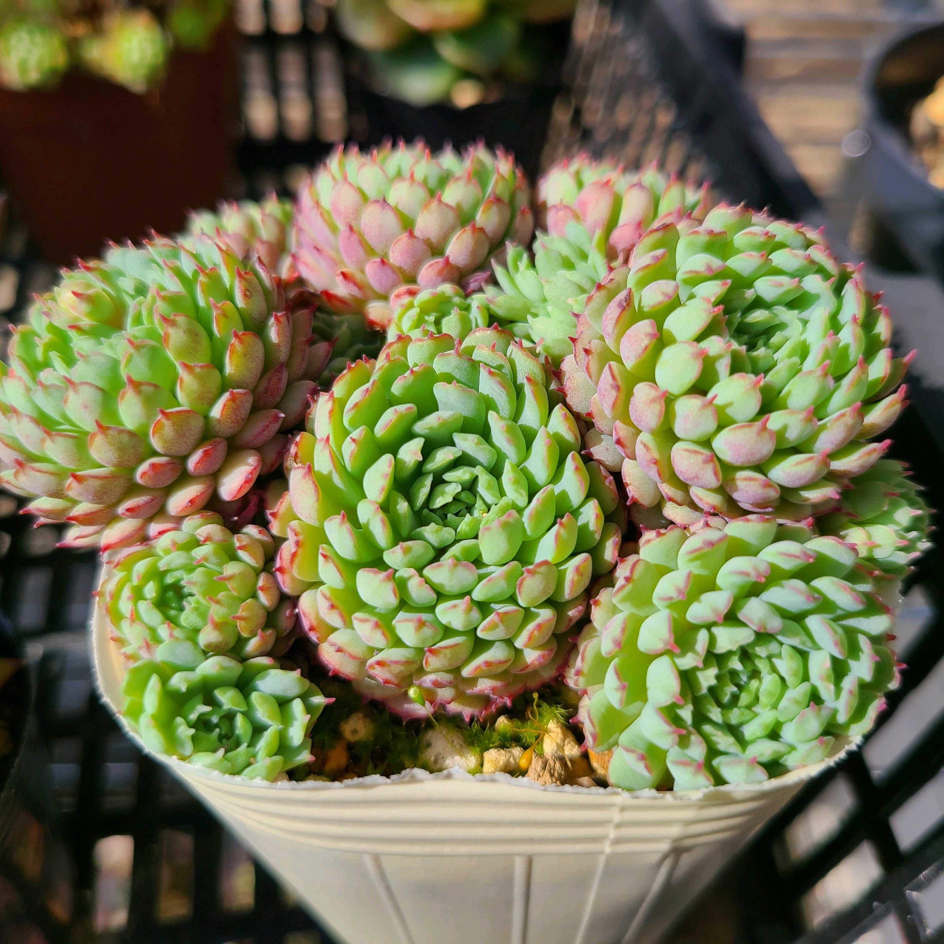 グロブローサの成長記録💓✨｜🍀GreenSnap（グリーンスナップ）