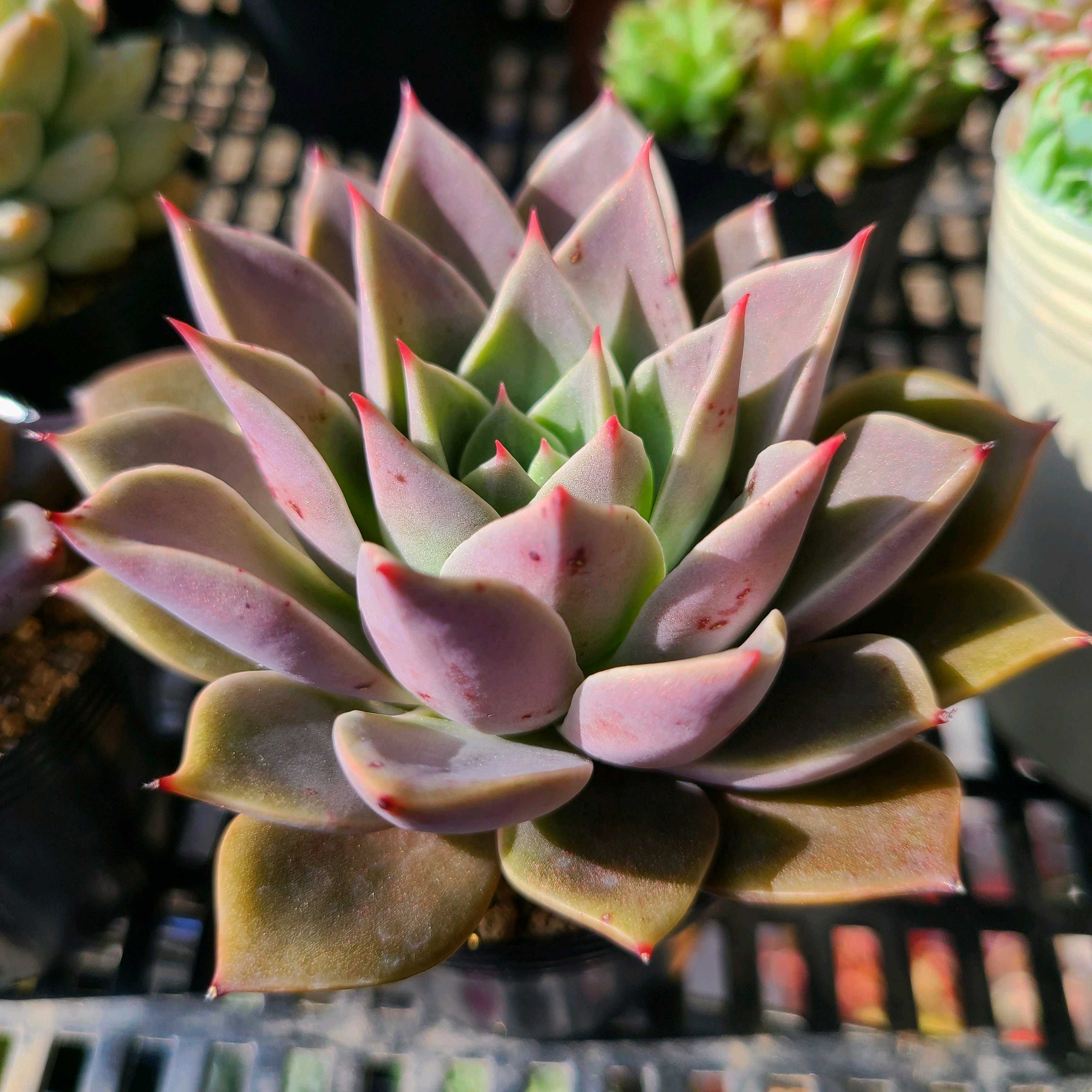 ミアの成長記録🤎✨｜🍀GreenSnap（グリーンスナップ）