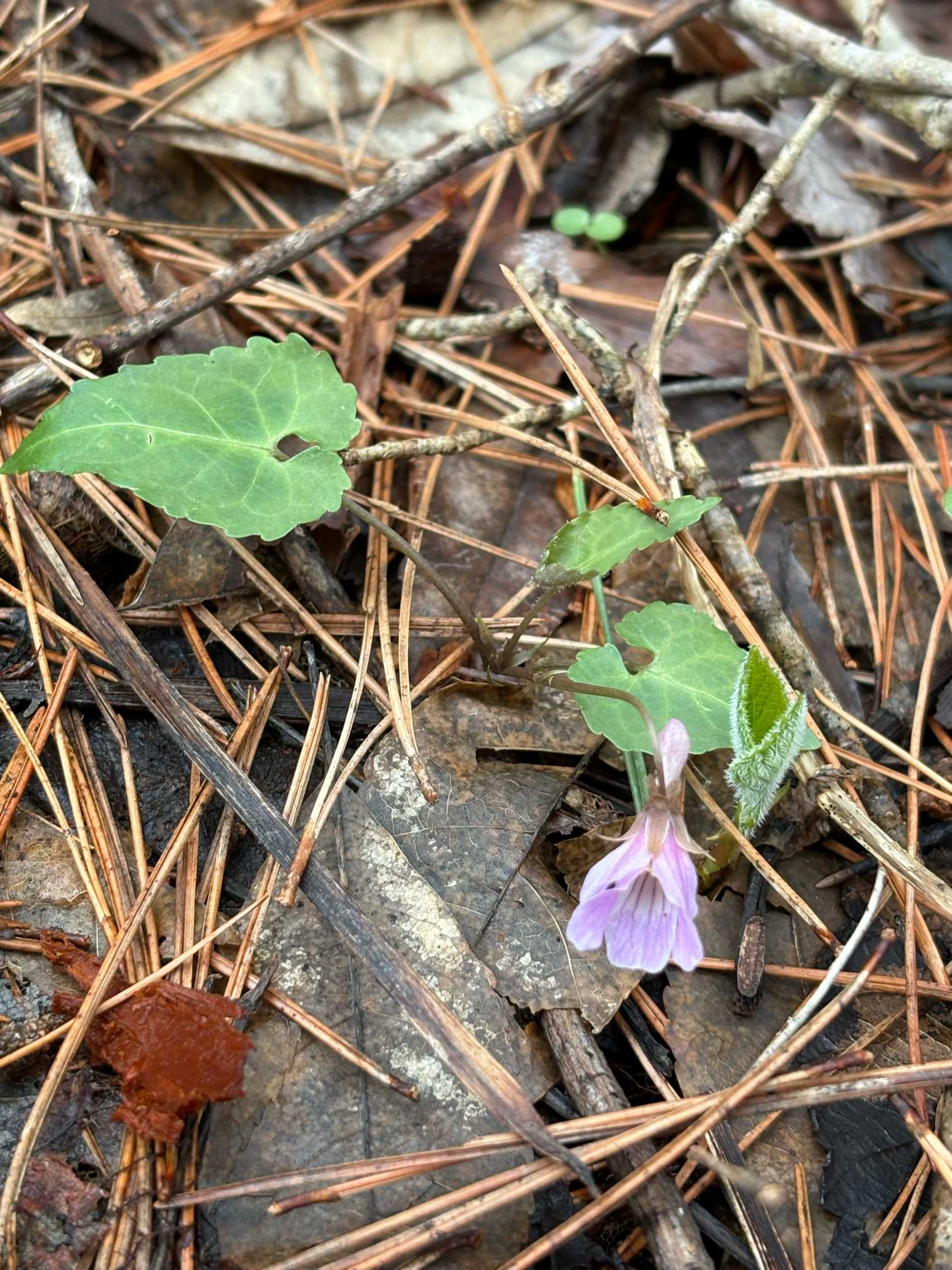 値下げします！ お姫様華やか勝山　細やかな沢山の小花 早春の姫神山に咲くお花と蕾 2025.5.5撮影｜🍀GreenSnap（グリーン