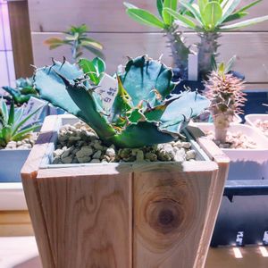 白鯨,アガベ チタノタ 白鯨,DIY,自作鉢,木製の画像