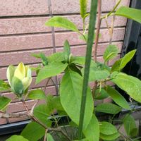 モクレン,木蓮 モクレン,黄木蓮（キモクレン）,黄木蓮（キモクレン）,開花の画像