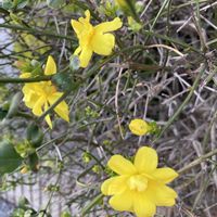 オウバイ,黄梅,黄色い花,花のある暮らし,お花大好き♡の画像