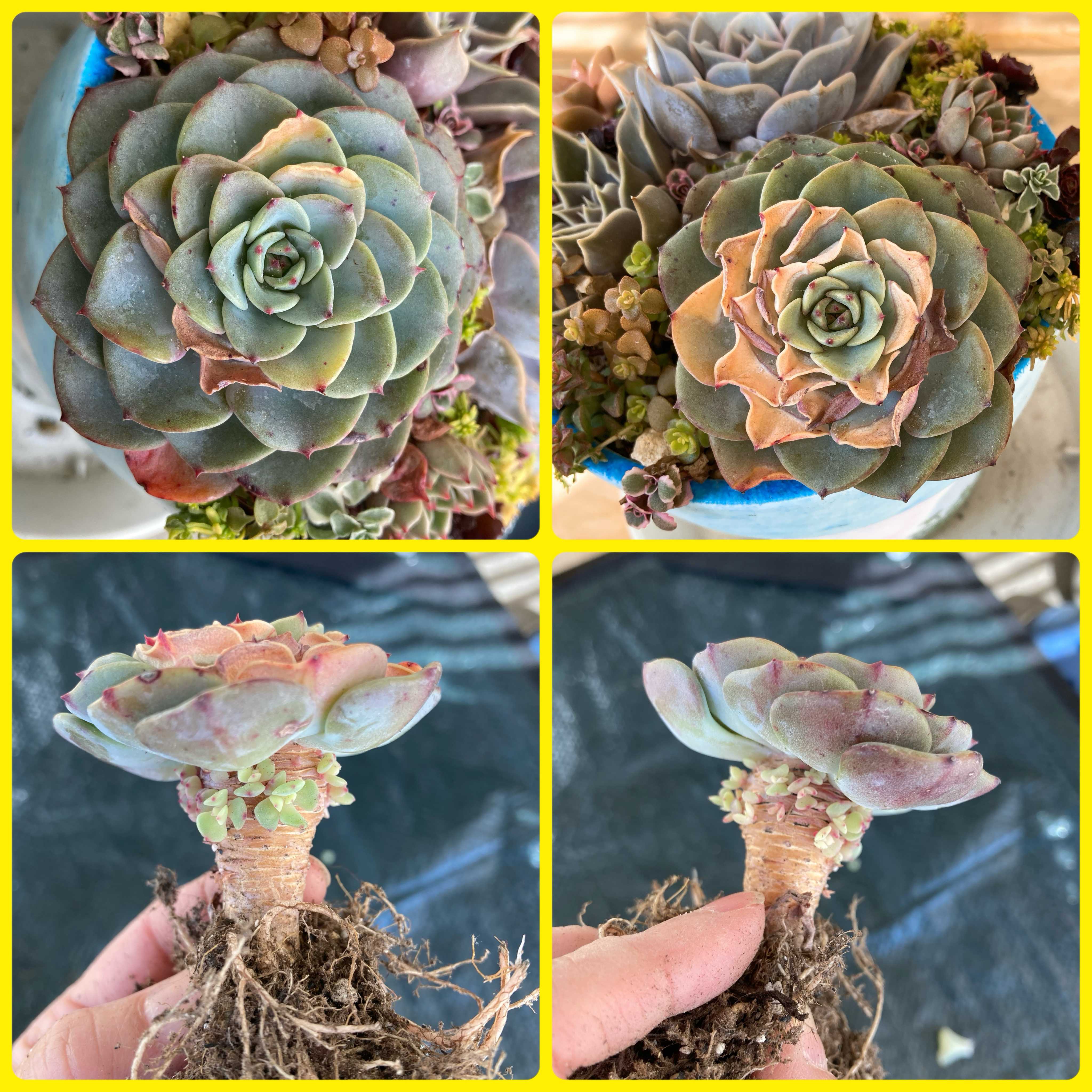 ギャラクシーブルー　抜き苗 ギャラクシーブルー 抜き苗 ギャラクシーブルー抜き苗