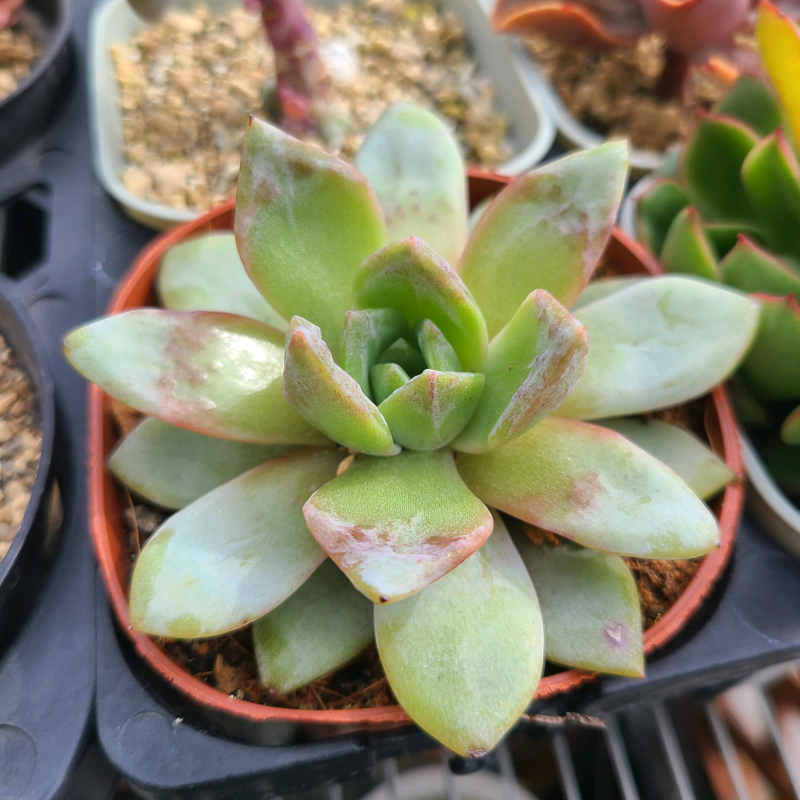 1746622234927_352770_p_2025050 1746622234927_352770_p_2025050