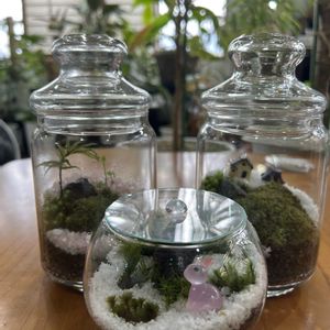 苔テラリウム,部屋の画像