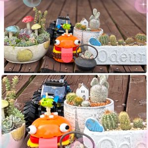 ハンカチノキ,クリスマスローズの花手水,多肉の寄せ植え,サボテンの寄せ植え,春の植え替えの画像