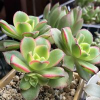 夕映え,多肉植物寄せ植え,多肉大好き,アエオニウム属,多肉生活の画像