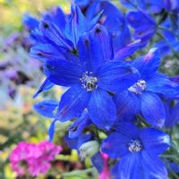 デルフィニウム,青い花,春のお花,花と緑のある暮らし,写真好きの画像