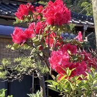 シャクナゲ,シャクナゲ,バラ,バラ,オリヅルランの画像