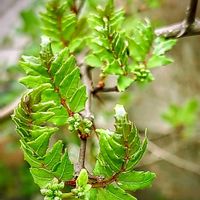 ヒイラギナンテン,フェニックス,ありがとうございます！！,8日は葉っぱの発表会❣,新緑の初夏の画像