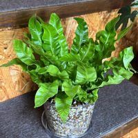 アスプレニウム,アスプレニウム エメラルドウェーブ,多肉植物,観葉植物,植え替えの画像