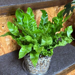 アスプレニウム,アスプレニウム エメラルドウェーブ,多肉植物,観葉植物,植え替えの画像