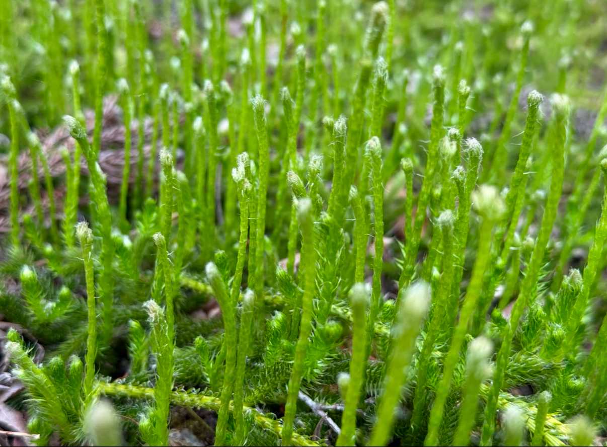 ヒカゲノカズラ科の一覧｜🍀GreenSnap（グリーンスナップ）