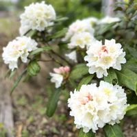 カレックス,シャクナゲ,ティアレア スプリングシンフォニー,花のある暮らし,咲いてくれてありがとう❤の画像