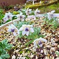 セツブンソウ,ガーデニング,山野草,花のある暮らし,花が好きの画像