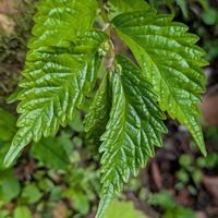 ワサビ,山あい,山葵の花,ミズブキ,ミズ（ミズブキ）の画像