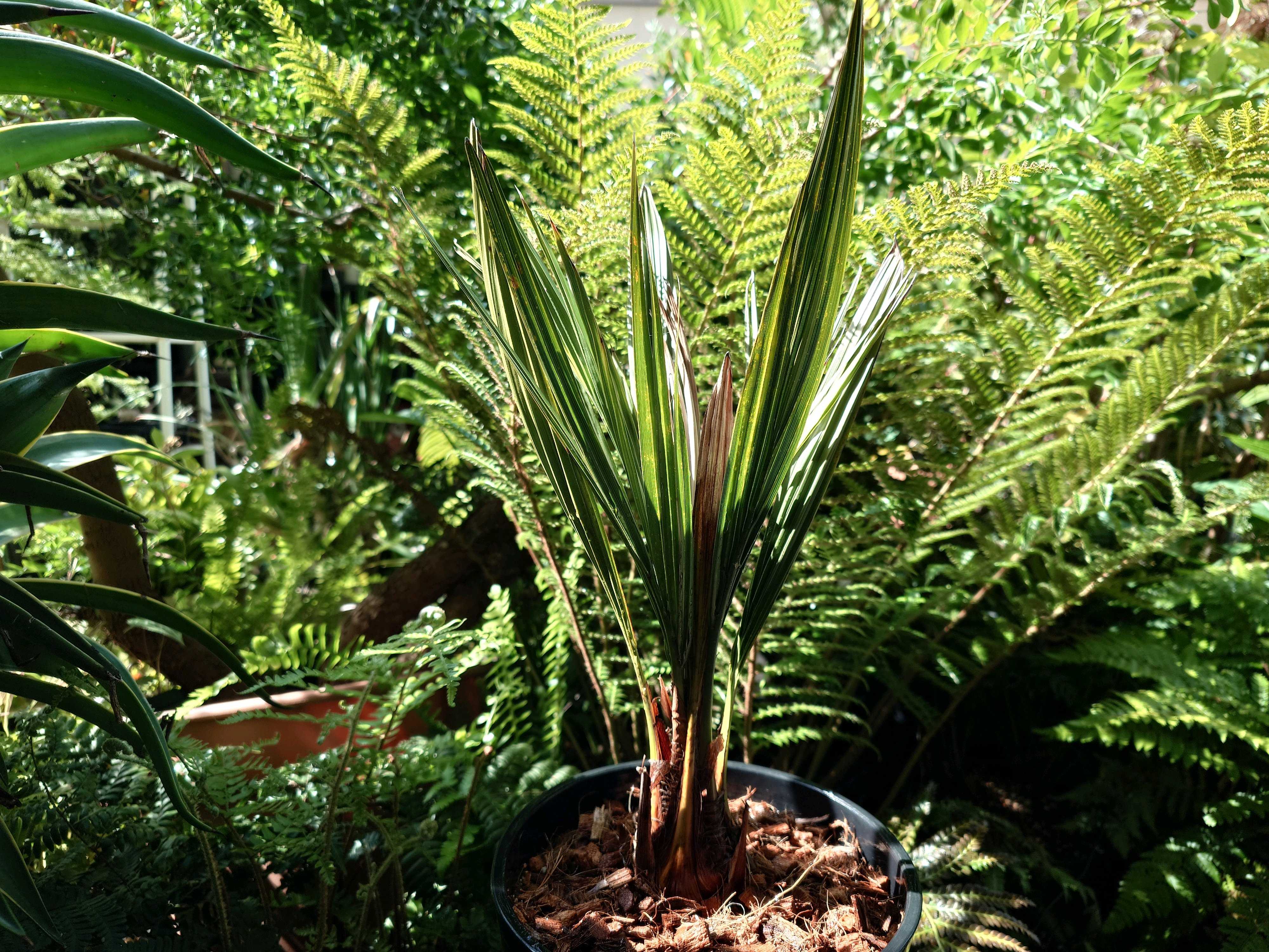 チリサケヤシの一覧｜🍀GreenSnap（グリーンスナップ）