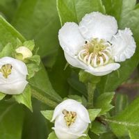 サンザシ,白い花,佐倉くらしの植物苑,庭木・花木,純白マニアの画像