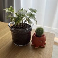 サボテン,サボテン,アイビー,アイビー,観葉植物の画像