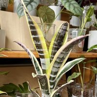 タンク ブロメリア,観葉植物,ハイドロカルチャー,パイナップル科,エクメアの画像
