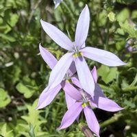 イトソマの画像