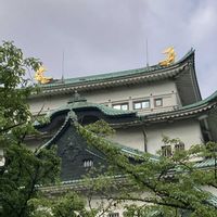 タケ,クスノキ,御神木,名古屋,名古屋城 金のシャチホコの画像