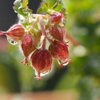ゼラニウム,日光浴,仲良し,花のある暮らし,ゲラニュームの画像