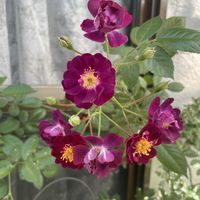 ニゲラ,つるバラ...,ヴァイオレット,種まき,バラ初心者の画像
