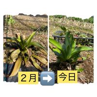 ソテツ,アガベ 屈原の舞扇,ニンニク,白閃光,アガベ アメリカーナの画像